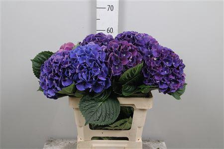 Hydrangea macrophylla Royal King
