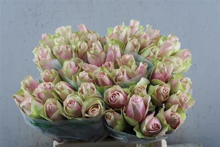 Rosa grootbloemig La Belle