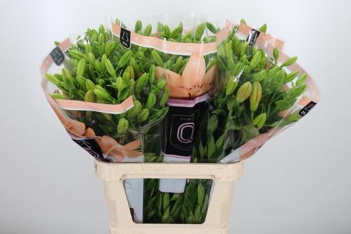 Lilium Longiflorum x Aziatische Grp 'Menorca'