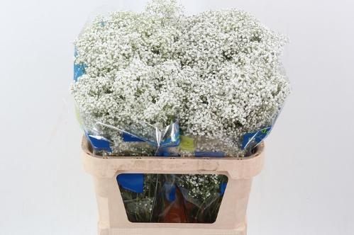 Gypsophila paniculata 'Million Stars'