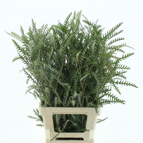 Grevillea 'Ivanhoe Bronze'