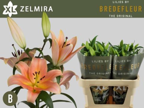 Lilium Oriental x Trumpet Grp 'Zelmira'