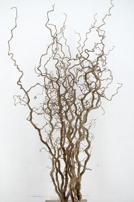 Corylus avellana 'Contorta'