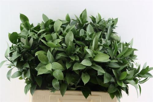 Ruscus hypophyllum (groot blad)