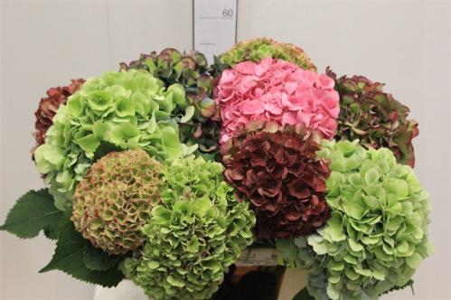 Hydrangea gemengd