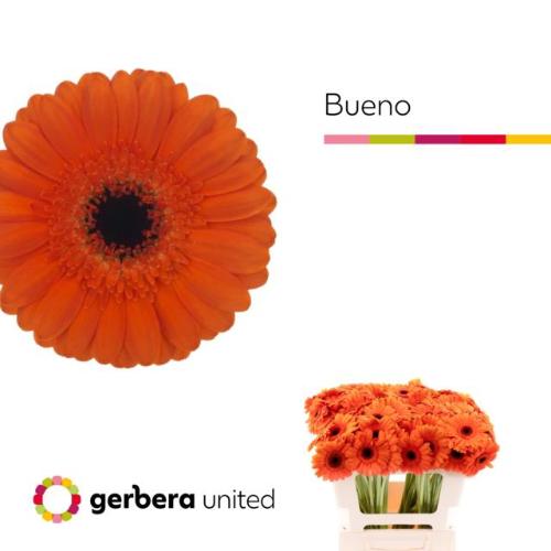 Gerbera mini 'Bueno'