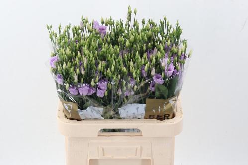 Eustoma russellianum enkelbloemig 'Piccolo Lavender'