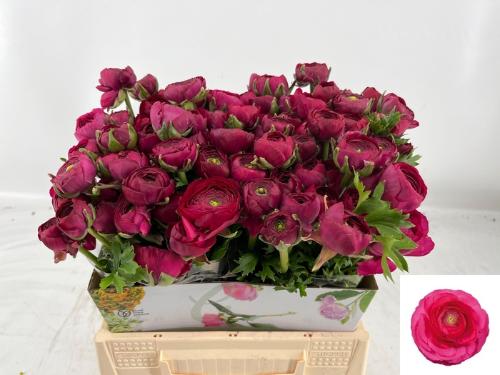 Ranunculus asiaticus 'Amandine Bonbon'