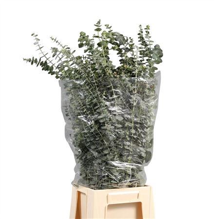 Eucalyptus per bos 'Baby Blue'