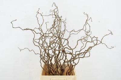 Corylus avellana 'Contorta'