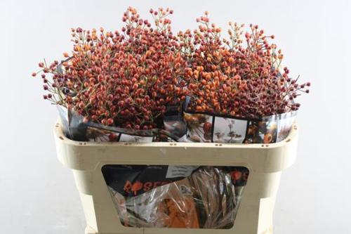 Rosa Floribunda Grp 'Autumn Flush' (rozenbottel)