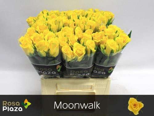Rosa grootbloemig Moonwalk