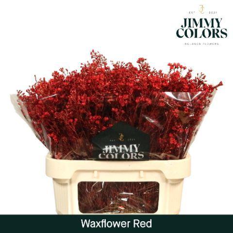 Chamelaucium kleurbehandeld H%