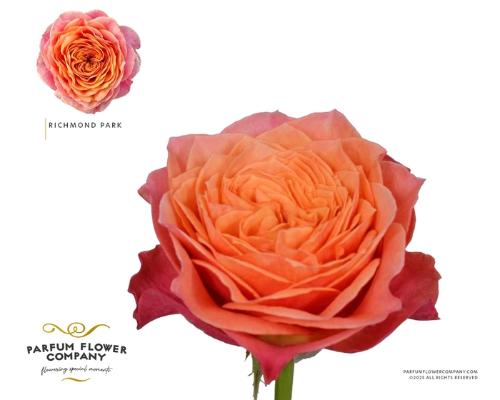 Rosa grootbloemig Richmond Park!