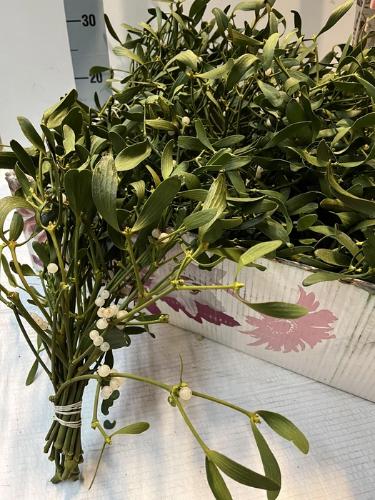 Viscum album per bos