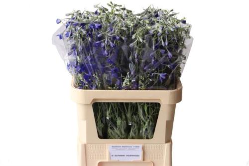 Delphinium Belladonna Grp enkelbloemig 'Volkerfrieden'