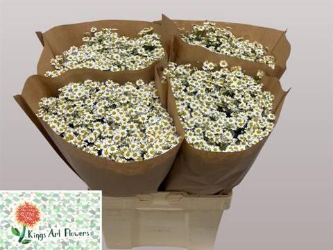 Tanacetum parthenium 'Single Vegmo'