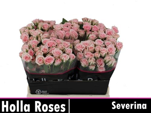 Rosa tros Severina