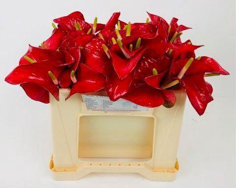 Anthurium (Andreanum Grp) Red Bull