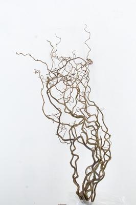 Corylus avellana 'Contorta'