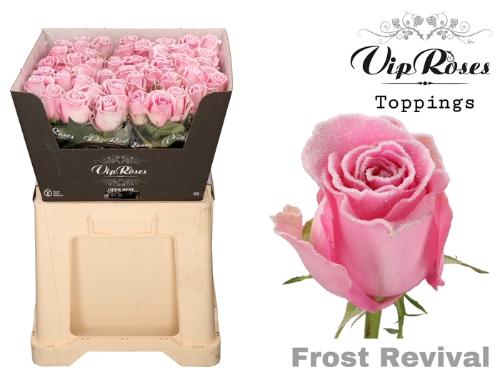 Rosa grootbloemig kleurbehandeld H%