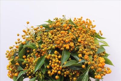 Pittosporum per bos