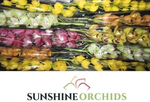 Cymbidium mini per tak gemengd