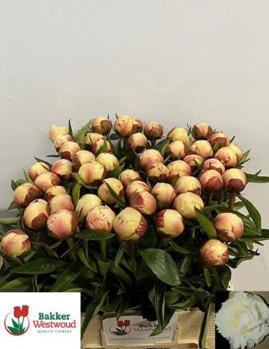 Paeonia Lactiflora Grp 'Dr. F.G. Brethour'