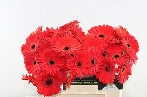 Gerbera grootbloemig 'Blinddate'
