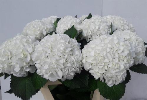 Hydrangea macrophylla 'Ivoor'