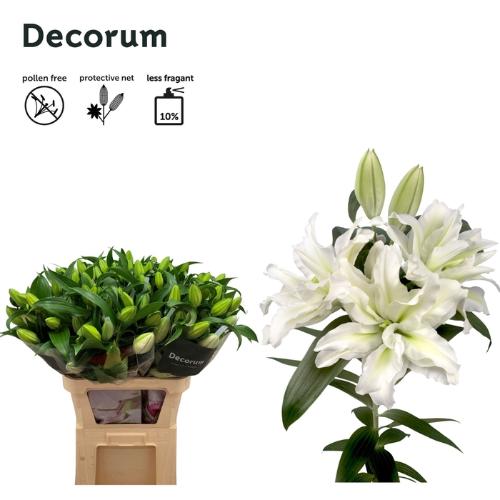 Lilium Oriental dubbel Grp Roselily Aisha