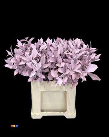 Ruscus kleurbehandeld H%