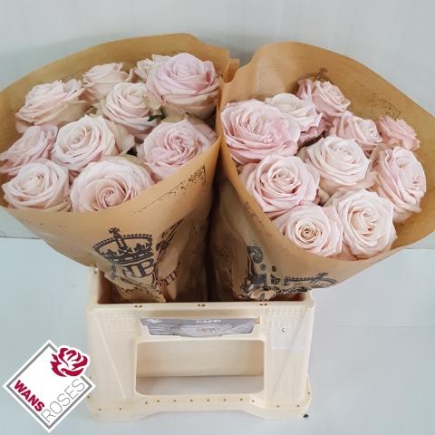 Rosa grootbloemig Café!