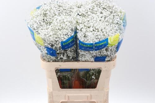 Gypsophila paniculata Cosmic
