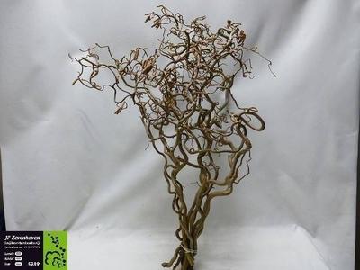 Corylus avellana 'Contorta'