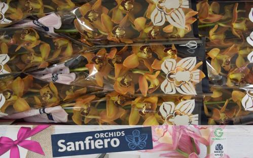 Cymbidium grootbloemig per tak Autumn Crisp 'Charly Brown'