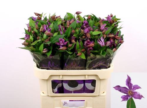 Clematis Amazing Geneva