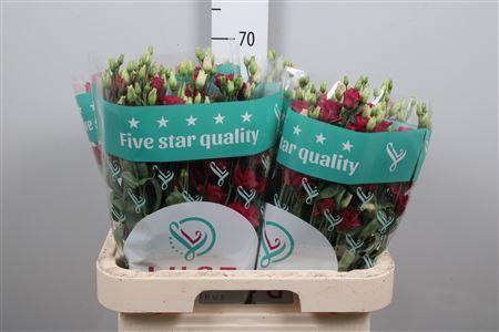 Eustoma russellianum gevuldbloemig 'Arosa Red'