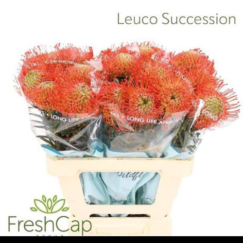 Leucospermum cordifolium 'Succession'