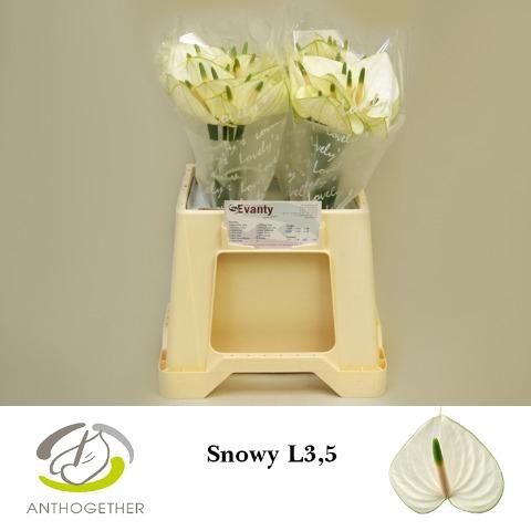 Anthurium Andreanum Grp 'Snowy'