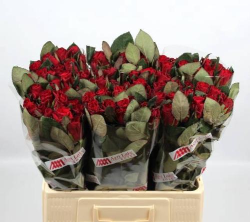 Rosa grootbloemig Red Tacazzi+