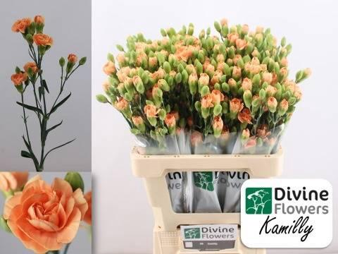 Dianthus tros Kamilly
