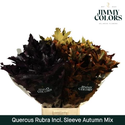 Quercus rubra kleurbehandeld H%