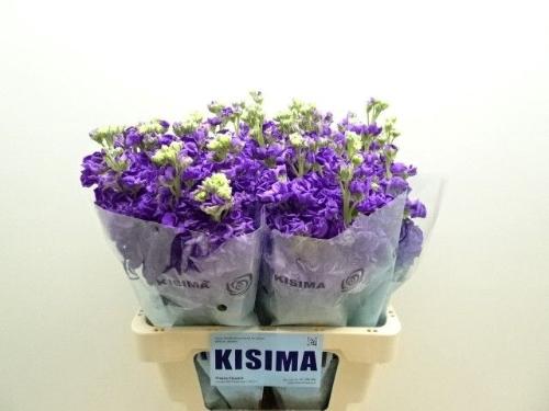 Matthiola incana 'Iron Purple'