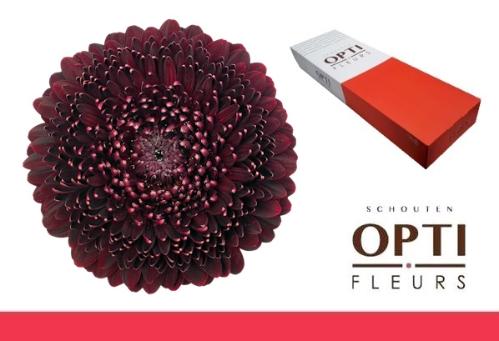 Gerbera Pomponi Black Pearl