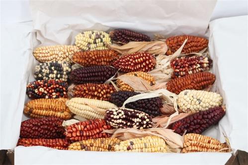 Siervruchten per stuk Zea mays 6%