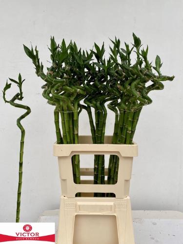 Dracaena sanderiana Lucky Bamboo