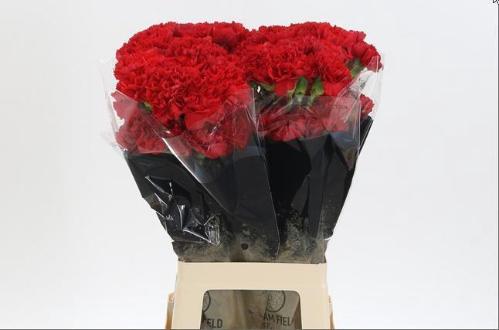 Dianthus standaard Don Pedro