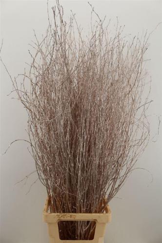 Betula kleurbehandeld H%