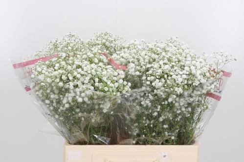 Gypsophila paniculata Xlence